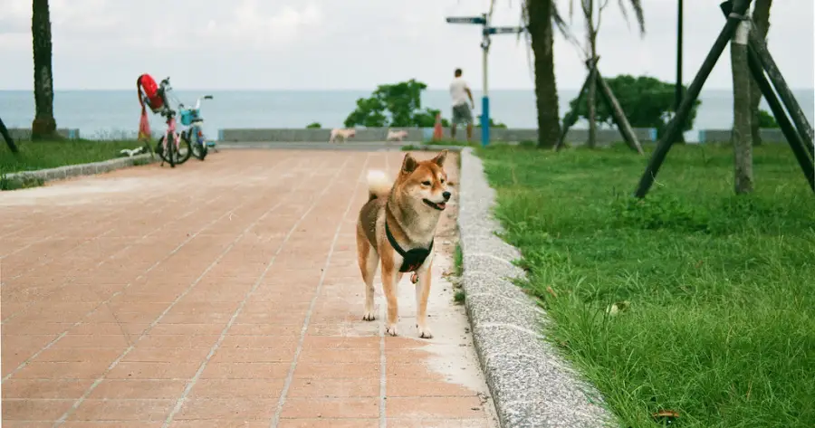 FUJICOLOR C200 参考照片：公園的小柴柴 / FUJIFILM C200，摄影 Chipmunk LIN